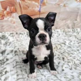 Boston Terrier