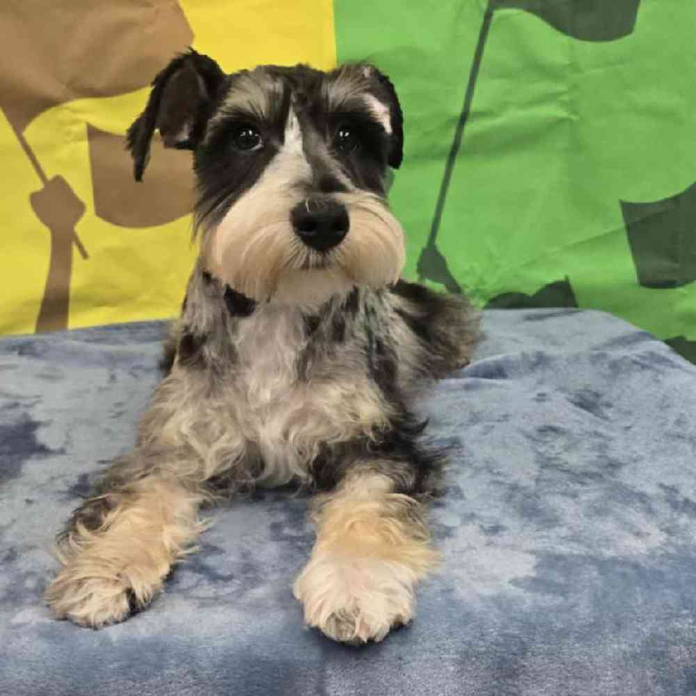 Male Mini Schnauzer Puppy for Sale in Virginia Beach, VA