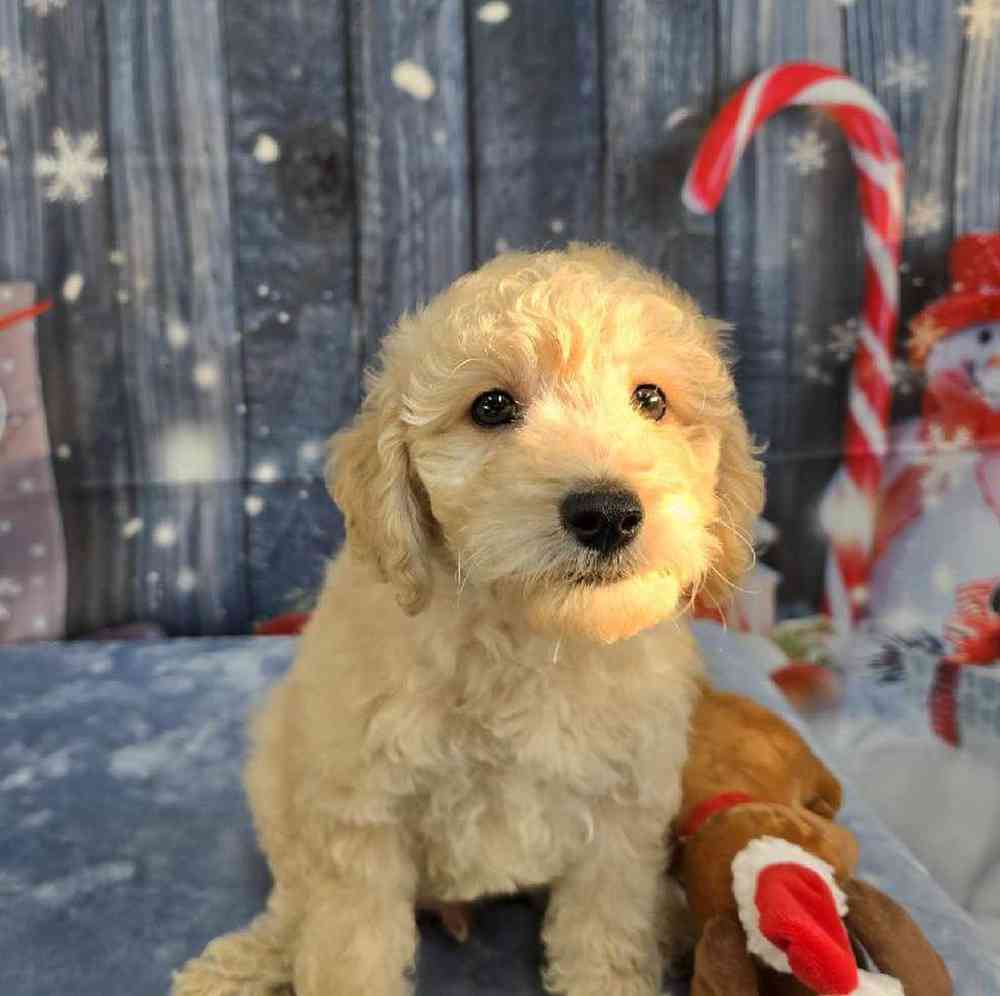 Male Mini Goldendoodle Puppy for Sale in Virginia Beach, VA