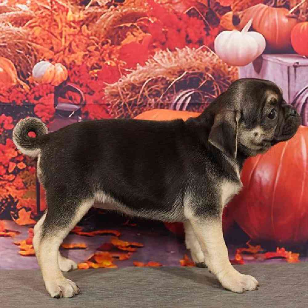 Female Pug Puppy for Sale in Virginia Beach, VA