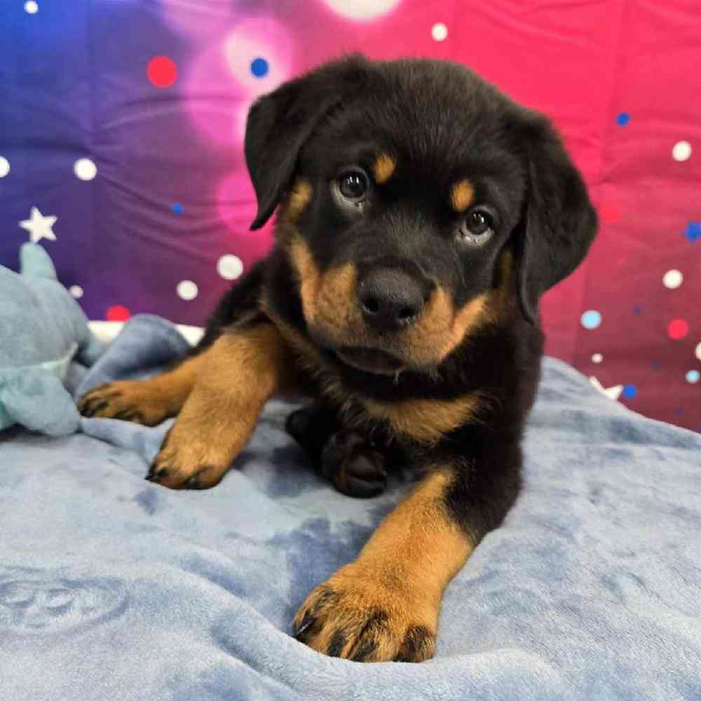 Male Rottweiler Puppy for Sale in Virginia Beach, VA