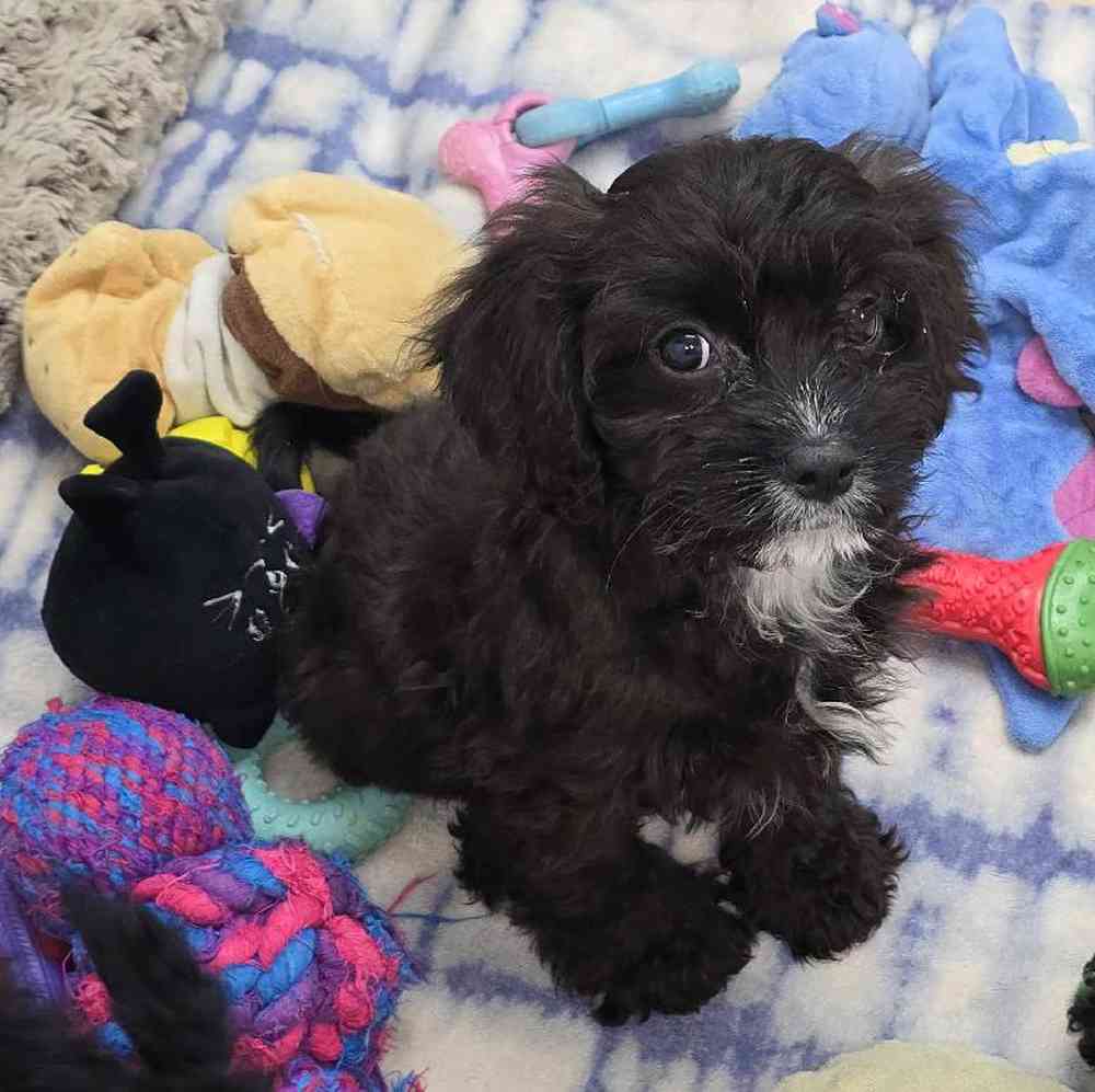 Female Cavapoo Puppy for Sale in Virginia Beach, VA