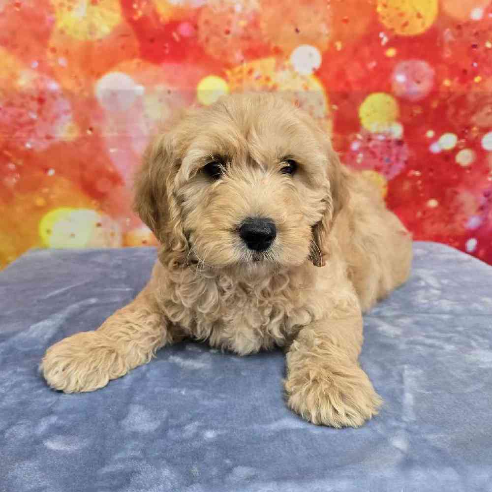 Male Moyen Poodle-Golden Retriever Puppy for Sale in Virginia Beach, VA