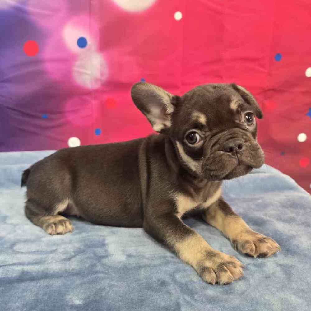 Male French Bulldog Puppy for Sale in Virginia Beach, VA