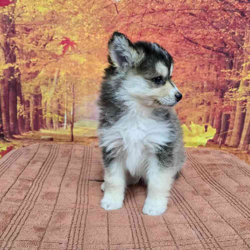 Female Pomsky Puppy for Sale in Virginia Beach, VA