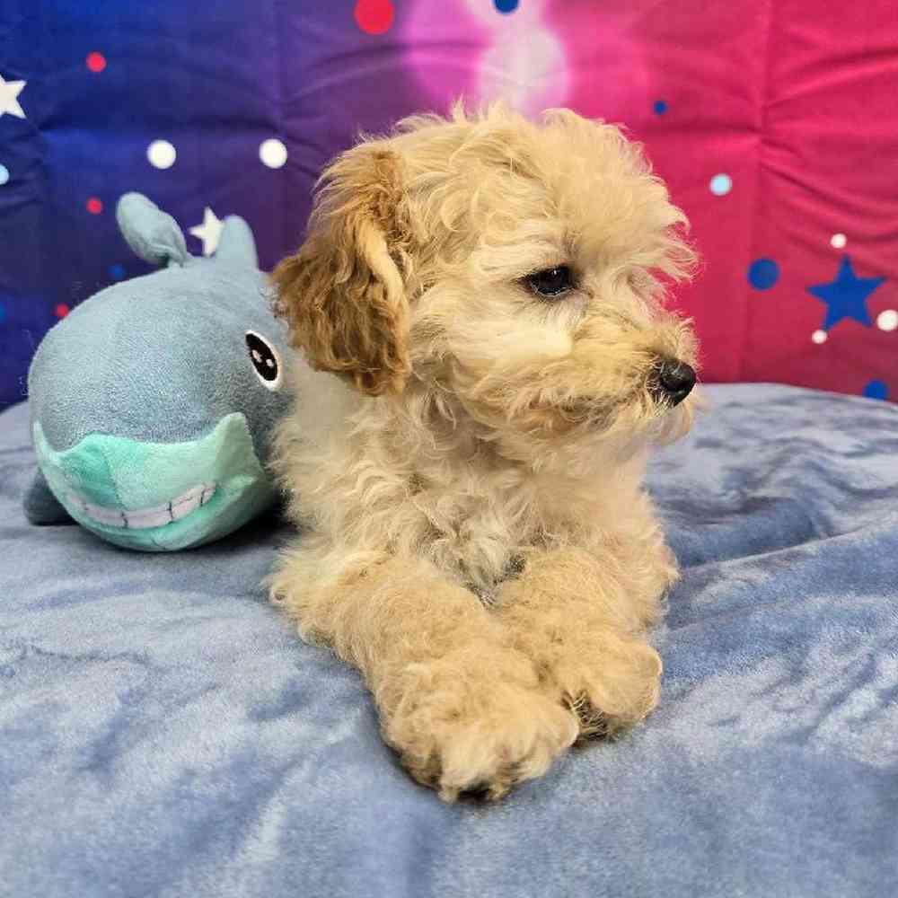 Male Poodle Puppy for Sale in Virginia Beach, VA