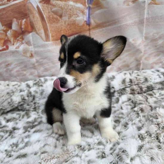 Pembroke Welsh Corgi