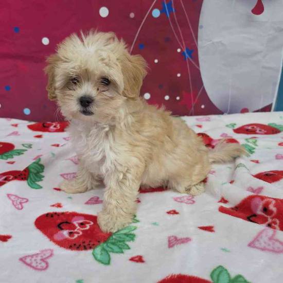 Maltipoo