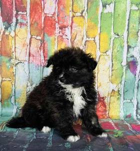 Pomsky