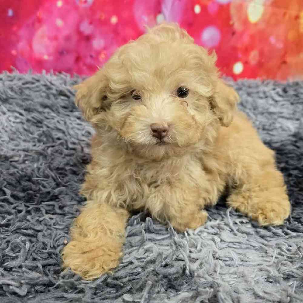 Male Mini Poodle Puppy for Sale in Virginia Beach, VA
