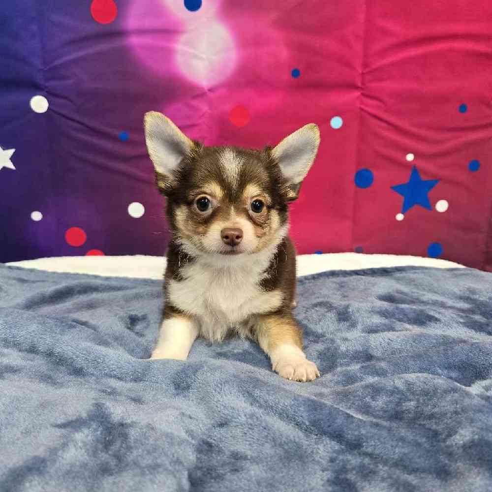 Male Chihuahua Puppy for Sale in Virginia Beach, VA