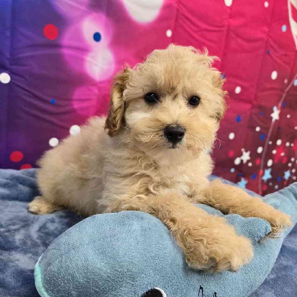 Male Poodle Puppy for Sale in Virginia Beach, VA