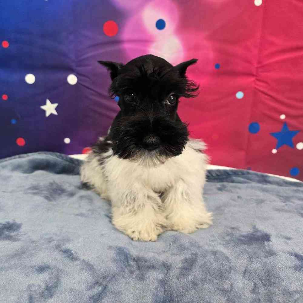 Male Mini Schnauzer Puppy for Sale in Virginia Beach, VA