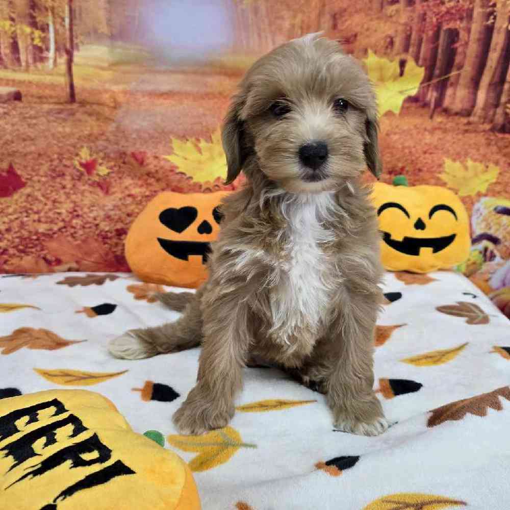 Female Mini Goldendoodle Puppy for Sale in Virginia Beach, VA