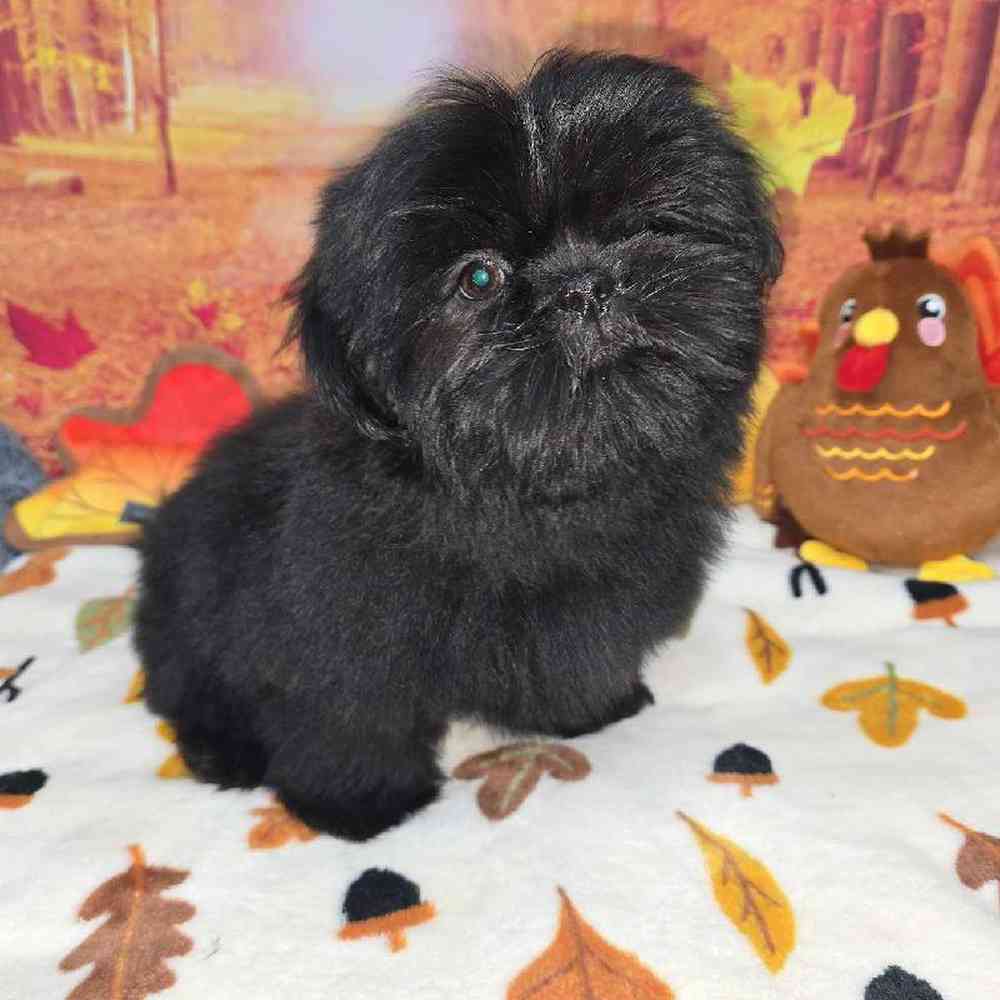 Male Shih Tzu Puppy for Sale in Virginia Beach, VA