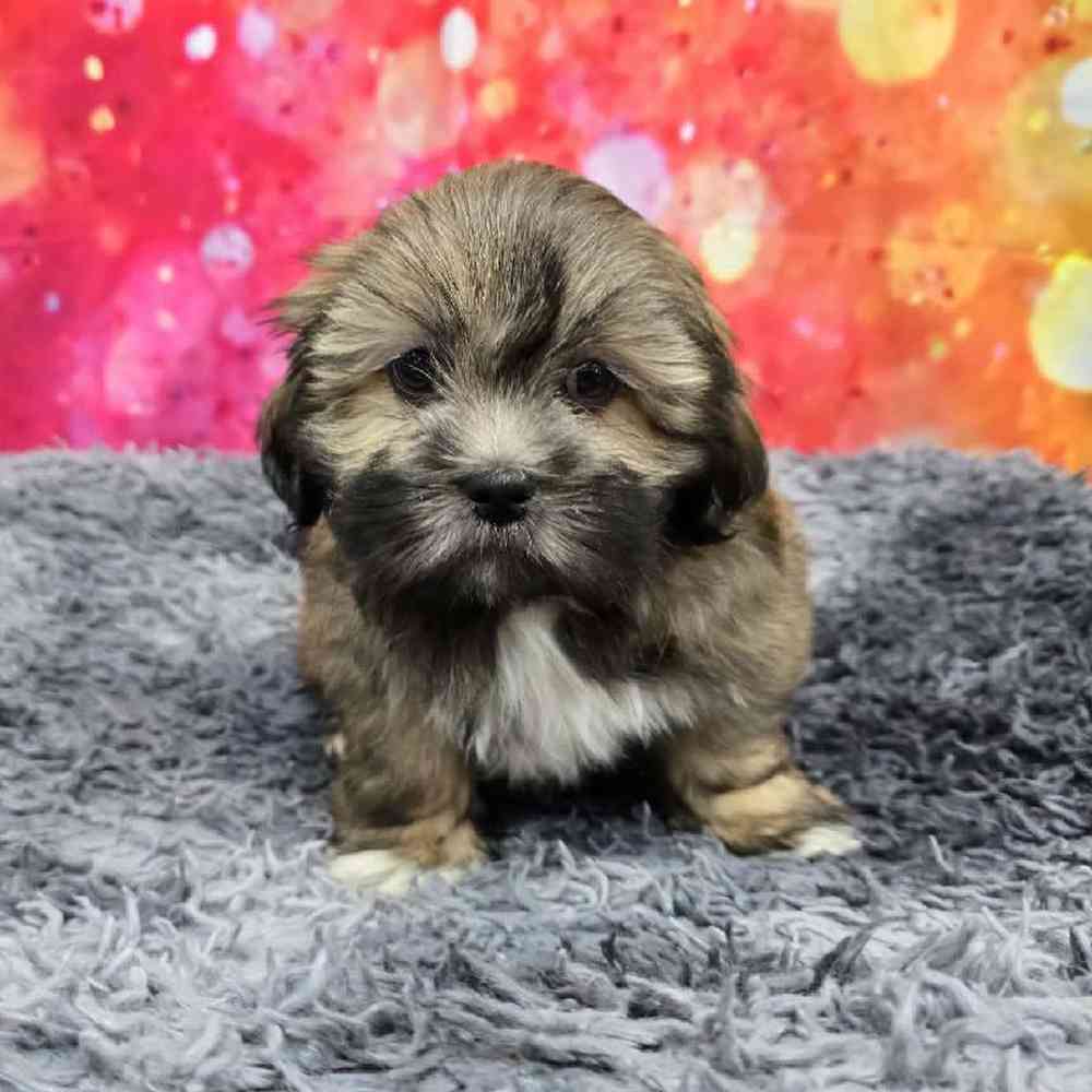 Female Lhasa Apso Puppy for Sale in Virginia Beach, VA