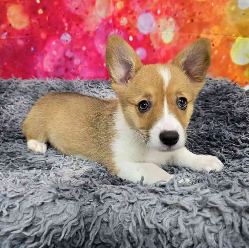 Female Pembroke Welsh Corgi Puppy for Sale in Virginia Beach, VA
