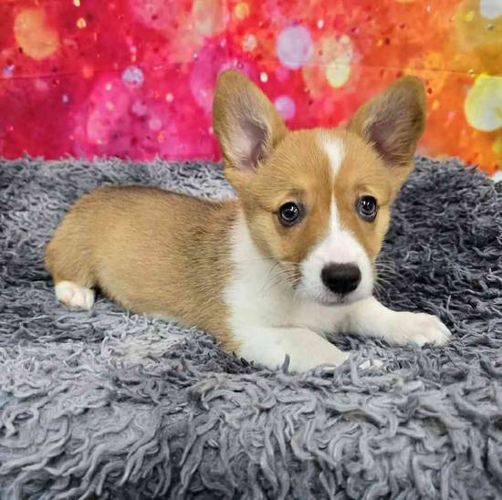 Pembroke Welsh Corgi