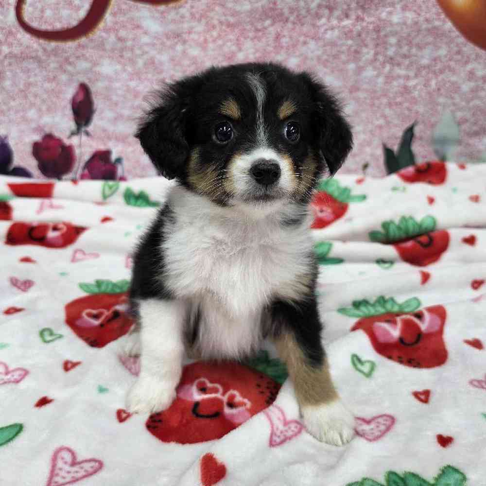 Female Mini Aussie Puppy for Sale in Virginia Beach, VA