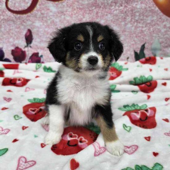 Mini Aussie