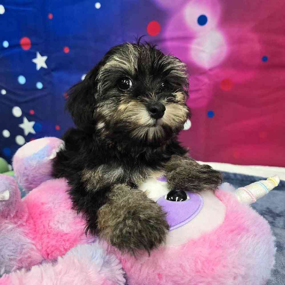 Female Havapoo Puppy for Sale in Virginia Beach, VA