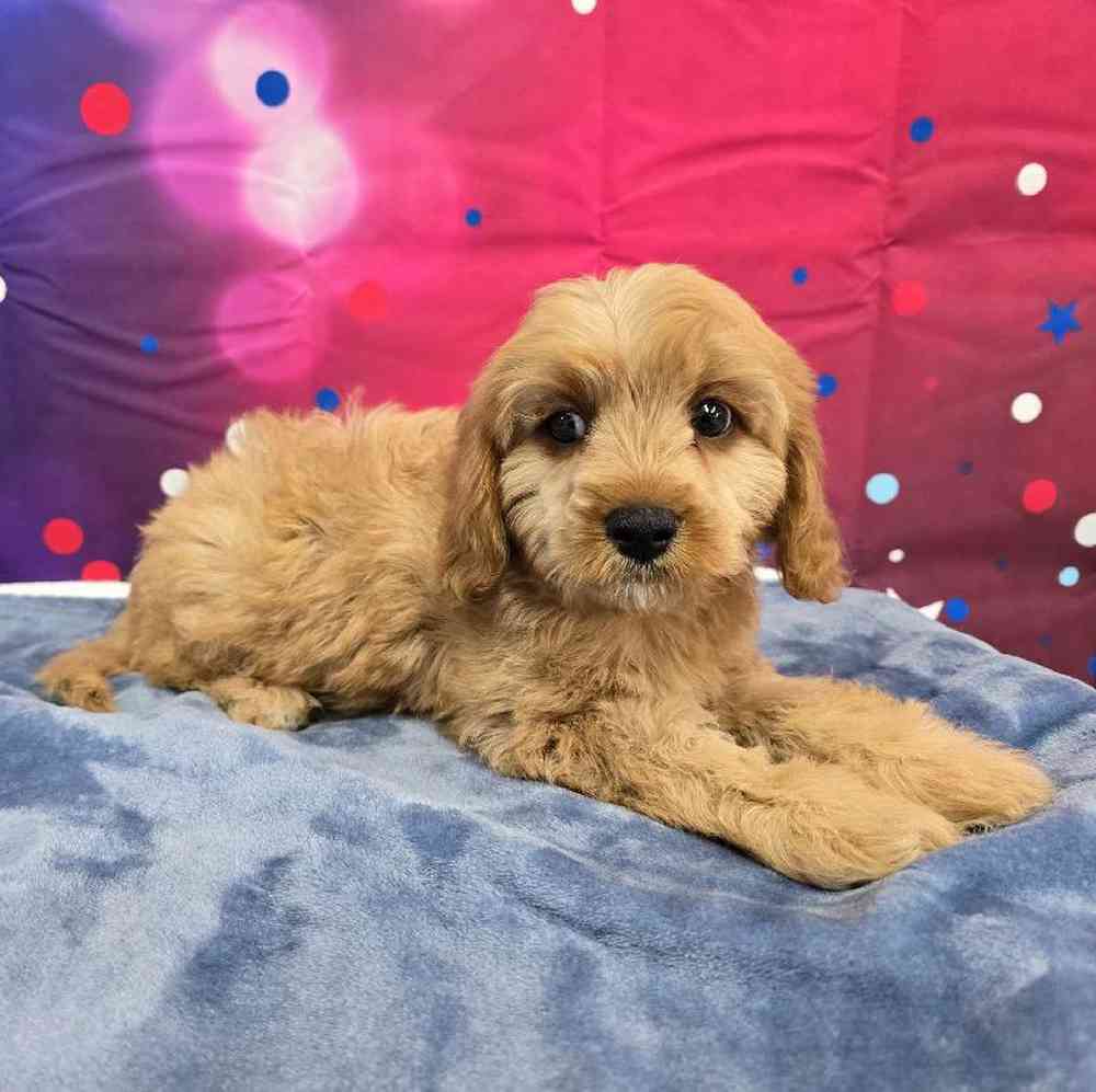 Male Cavapoo Puppy for Sale in Virginia Beach, VA