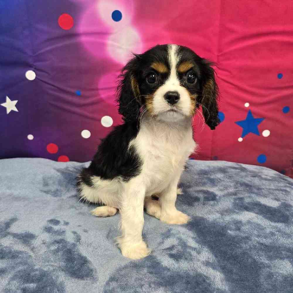 Male Cavalier King Charles Spaniel Puppy for Sale in Virginia Beach, VA