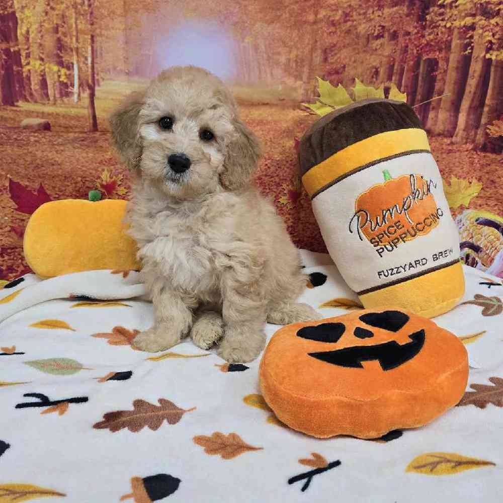 Male Mini Goldendoodle Puppy for Sale in Virginia Beach, VA