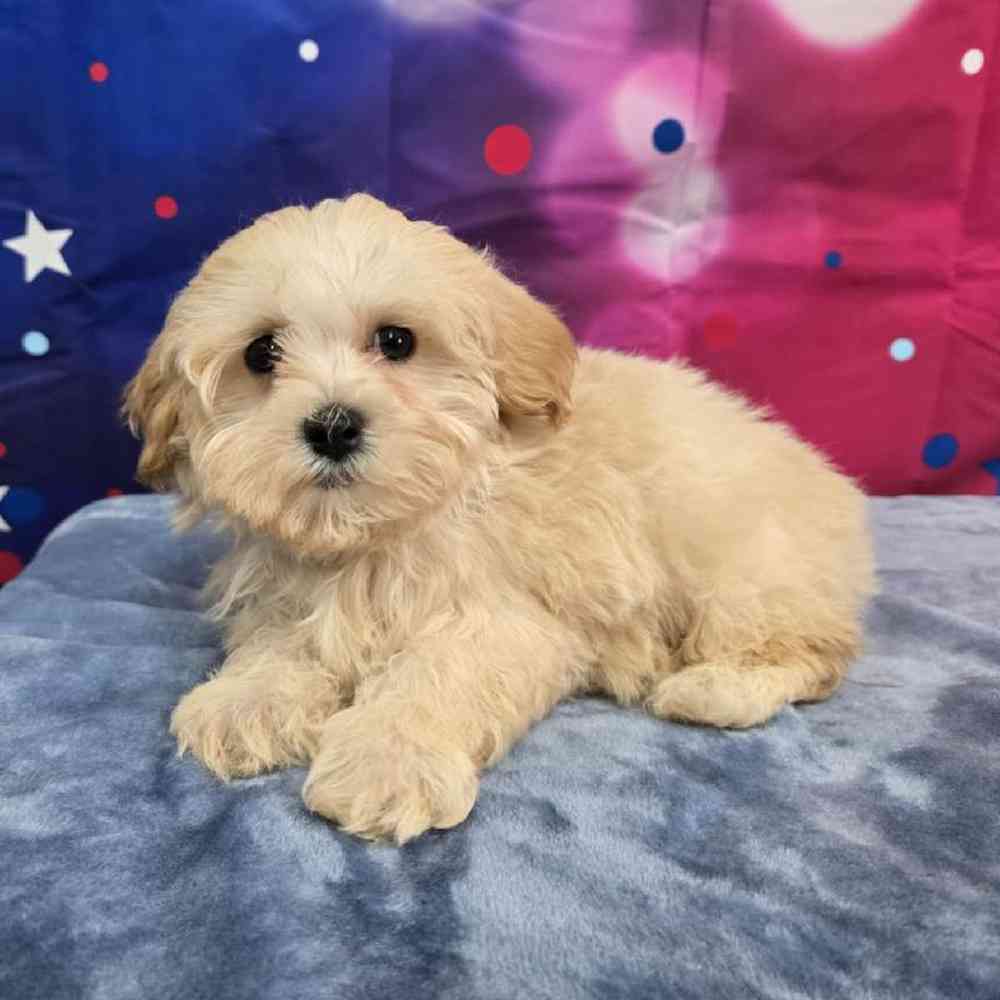 Male Maltipoo Puppy for Sale in Virginia Beach, VA