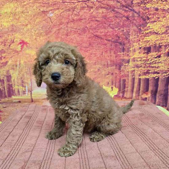 Mini Goldendoodle