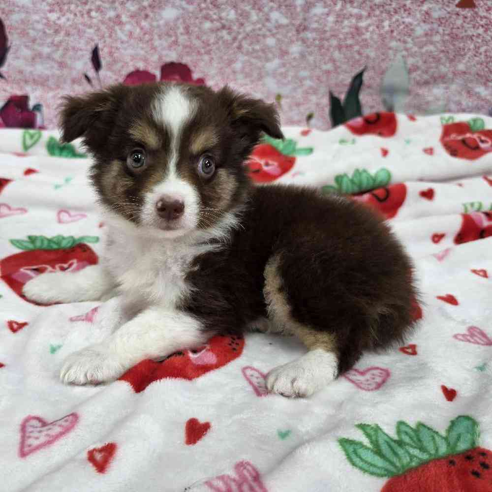 carousel pet images