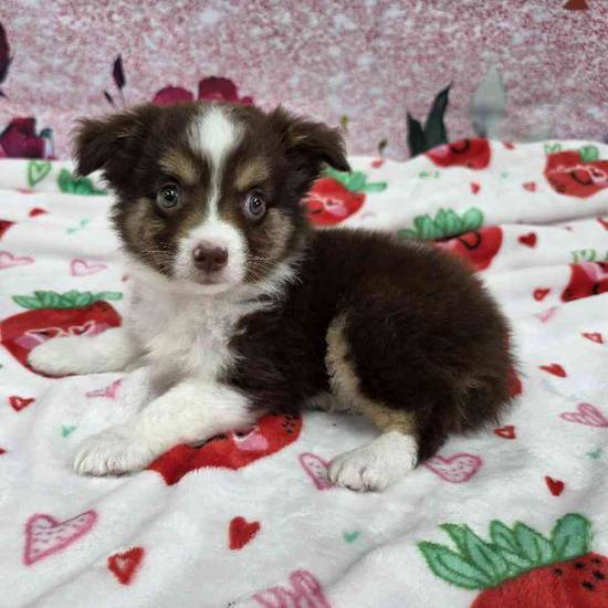 Mini Aussie