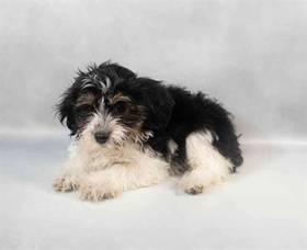 Havanese