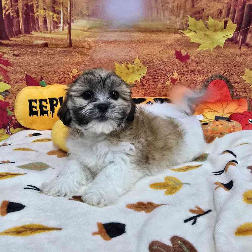 Female Teddy Bear Puppy for Sale in Virginia Beach, VA