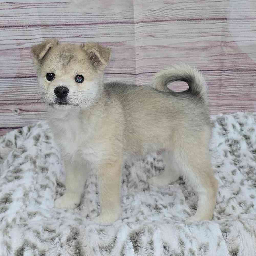 Male Pomsky Puppy for Sale in Virginia Beach, VA