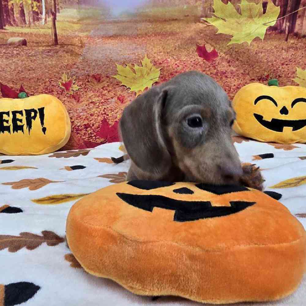 Male Dachshund Puppy for Sale in Virginia Beach, VA