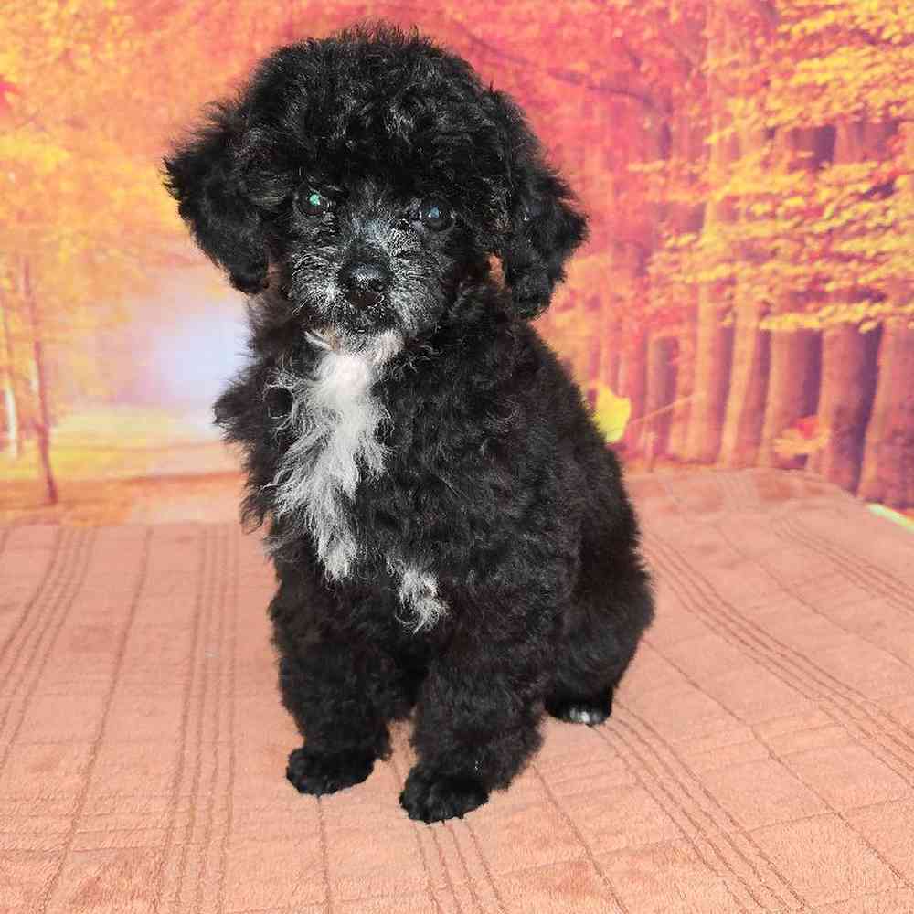 Female Mini Poodle Puppy for Sale in Virginia Beach, VA