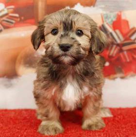 Havanese