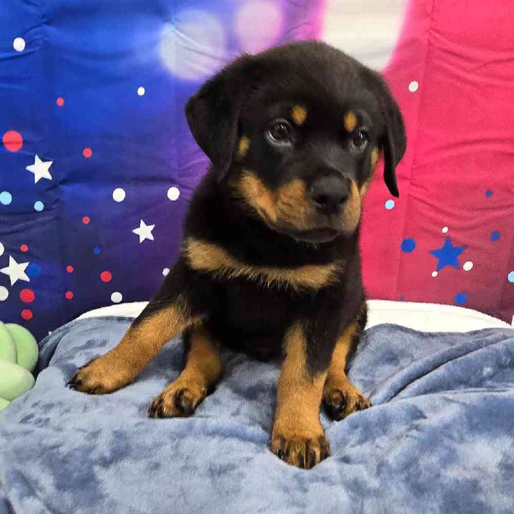 Male Rottweiler Puppy for Sale in Virginia Beach, VA