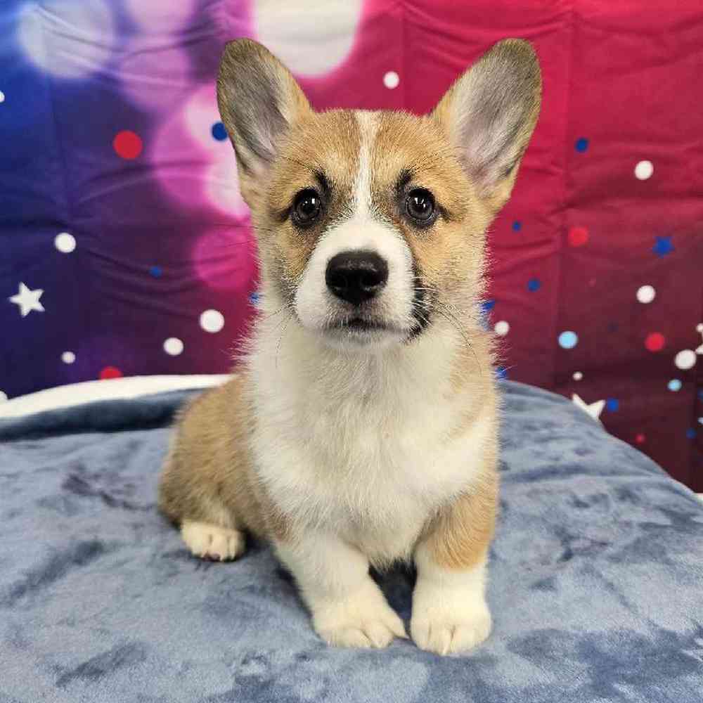 Female Pembroke Welsh Corgi Puppy for Sale in Virginia Beach, VA