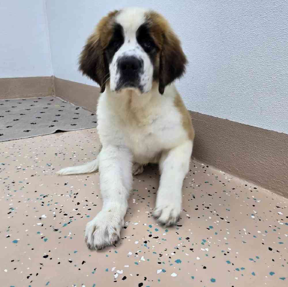 Female Saint Bernard Puppy for Sale in Virginia Beach, VA