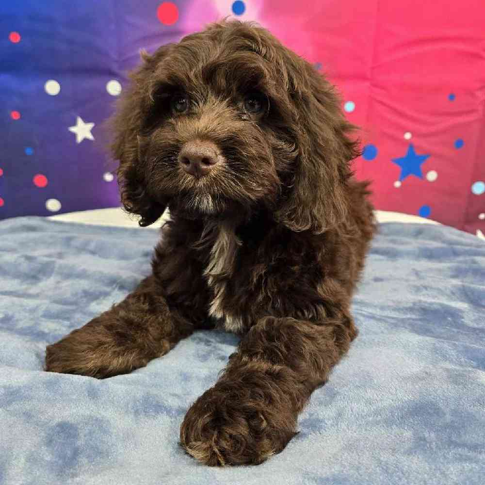 Male Cockapoo Puppy for Sale in Virginia Beach, VA