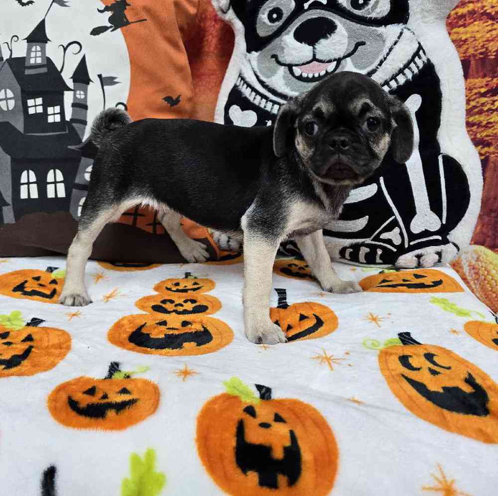 Female Pug Puppy for Sale in Virginia Beach, VA