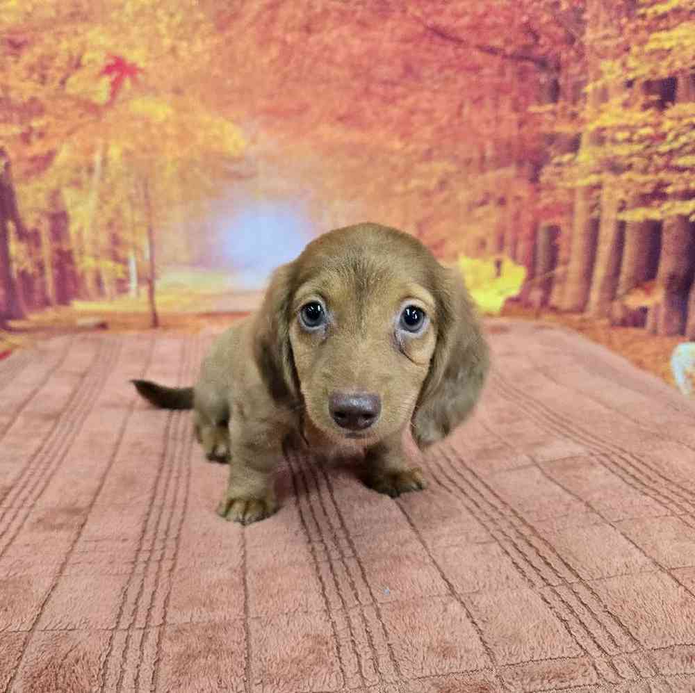 Female Dachshund Puppy for Sale in Virginia Beach, VA
