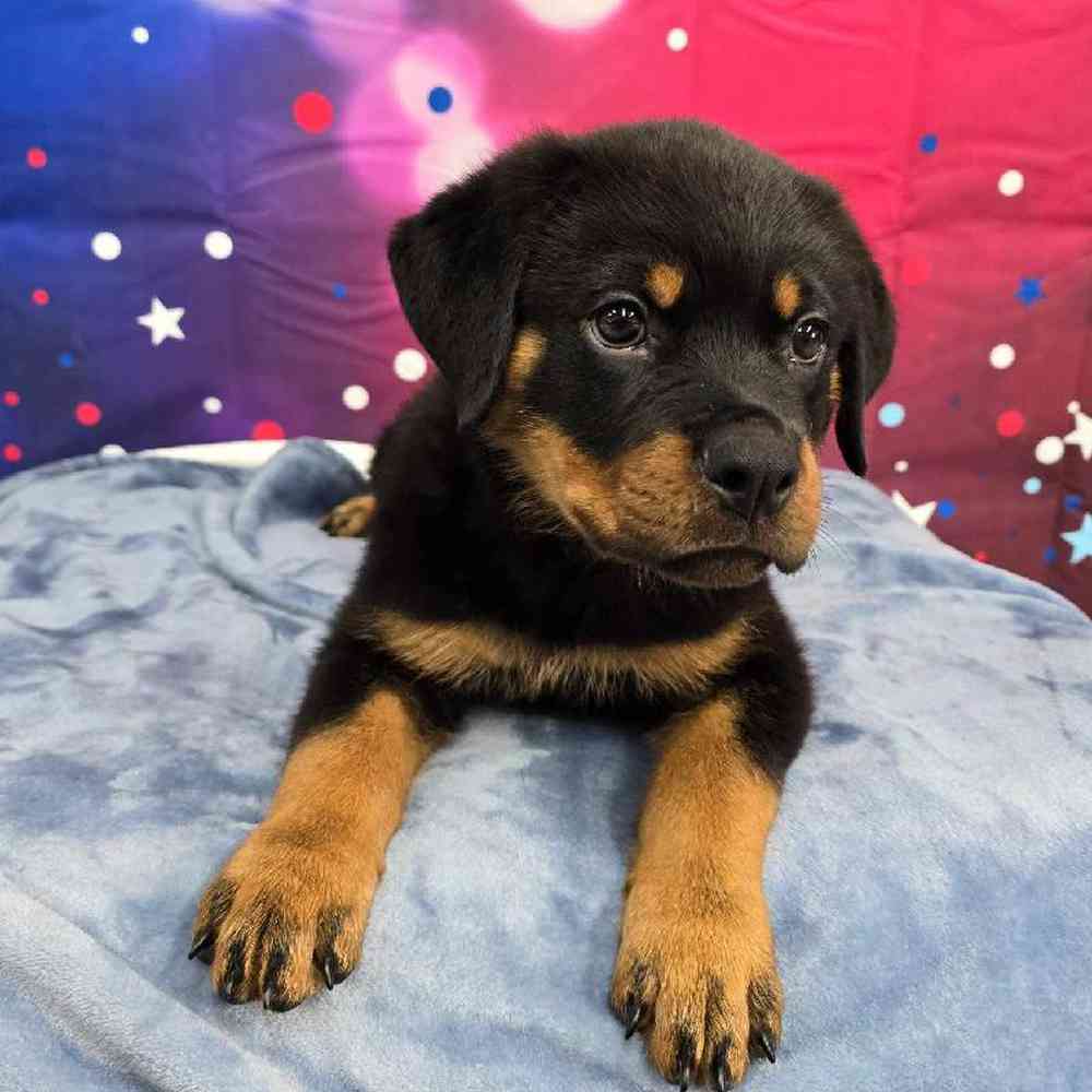 Male Rottweiler Puppy for Sale in Virginia Beach, VA