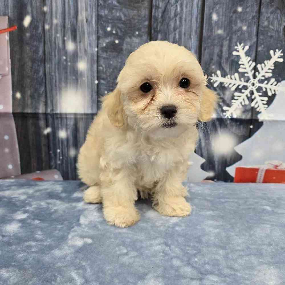 Female Teddy Bear Puppy for Sale in Virginia Beach, VA