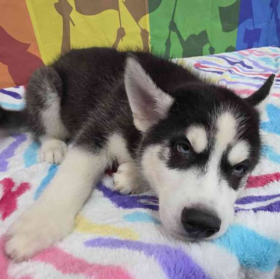 Siberian Husky