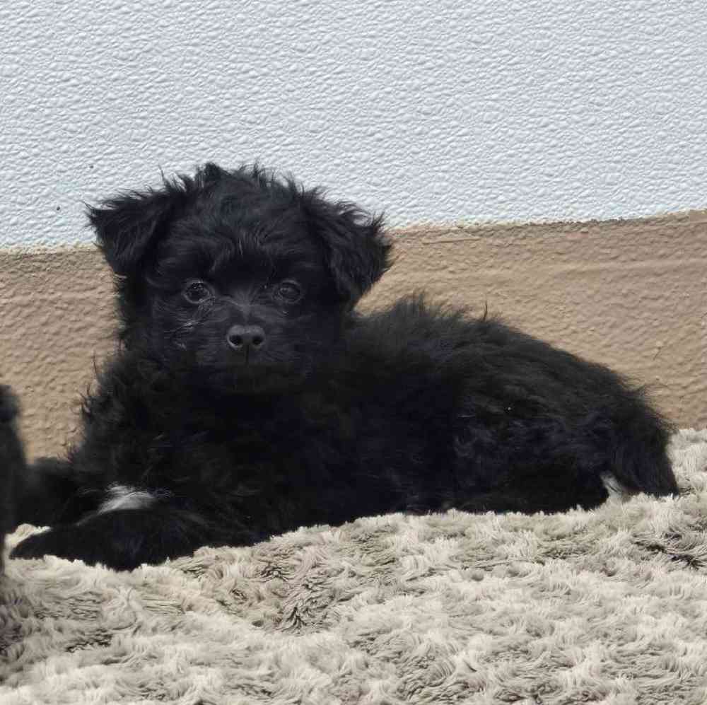 Male Pom-A-Poo Puppy for Sale in Virginia Beach, VA