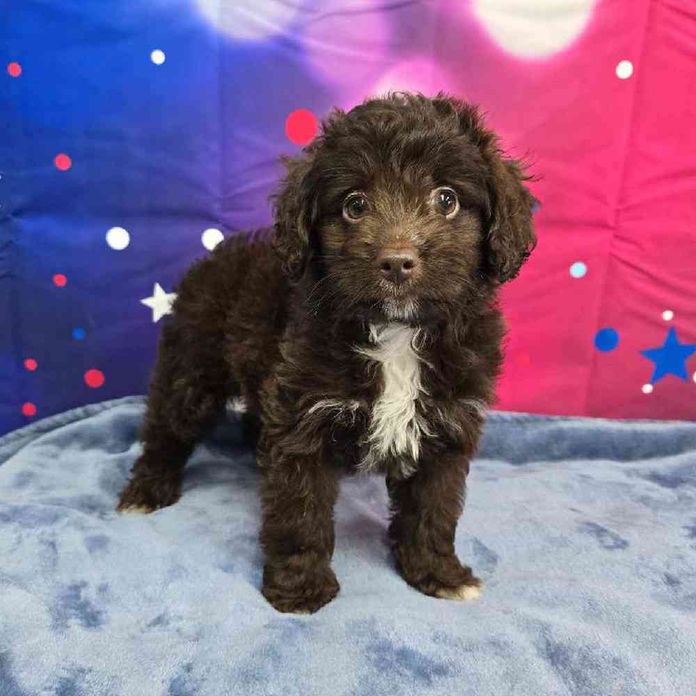 Female Mini Aussiedoodle Puppy for Sale in Virginia Beach, VA