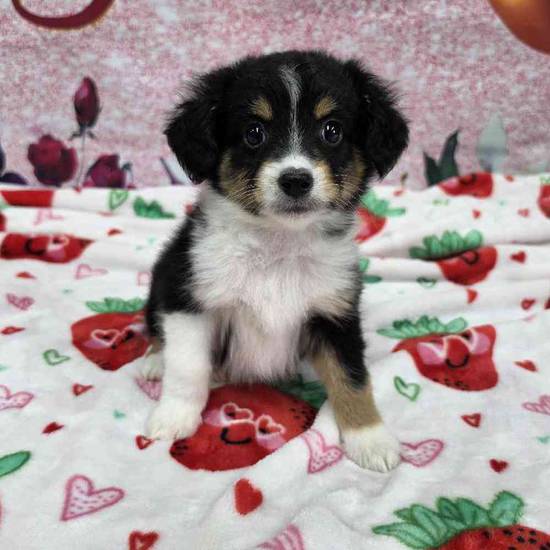 Mini Aussie